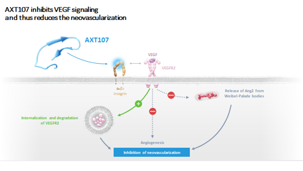 AXT107 inhibits VEGF signaling and thus reduces neovascularization