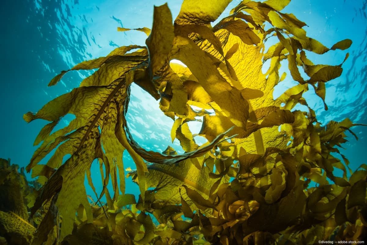 Researchers use viscous seaweed to treat retinal detachment