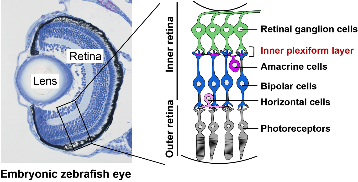 The eye works by focusing light on the back of the eye, which contains light-sensitive cells called photoreceptors. This activates electric signals, which are transmitted through the layers of neurons. The inner plexiform layer is where three types of neurons connect, including retinal ganglion cells. Long projections of these cells, called axons, form the optic nerve, which connects to the visual centers of the brain. (Image courtesy of OIST)