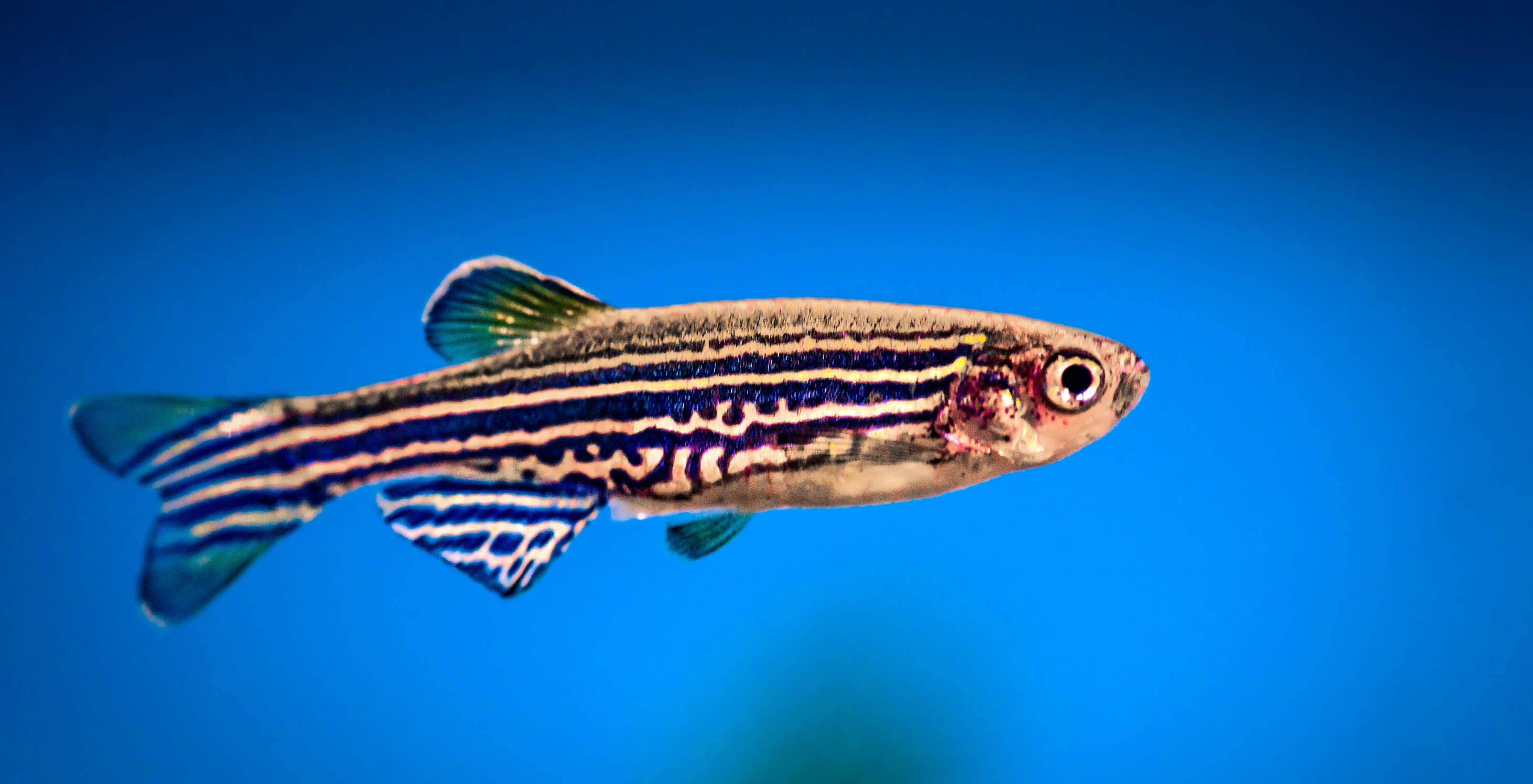 Zebrafish could unlock mysteries of the retina. 