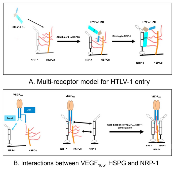 Multi-receptor model of the initial phase of HTLV-1 entry into target cells. (B) Schematic representation of interactions between VEGF165, HSPG, and NRP-1. HTLV-1: human T-cell lymphotropic virus type 1; SU: surface subunit; HSPG: heparan sulfate proteoglycan; NRP-1: neuropilin-1. (Image courtesy of TDMU/Department of Ophthalmology and Visual Science)